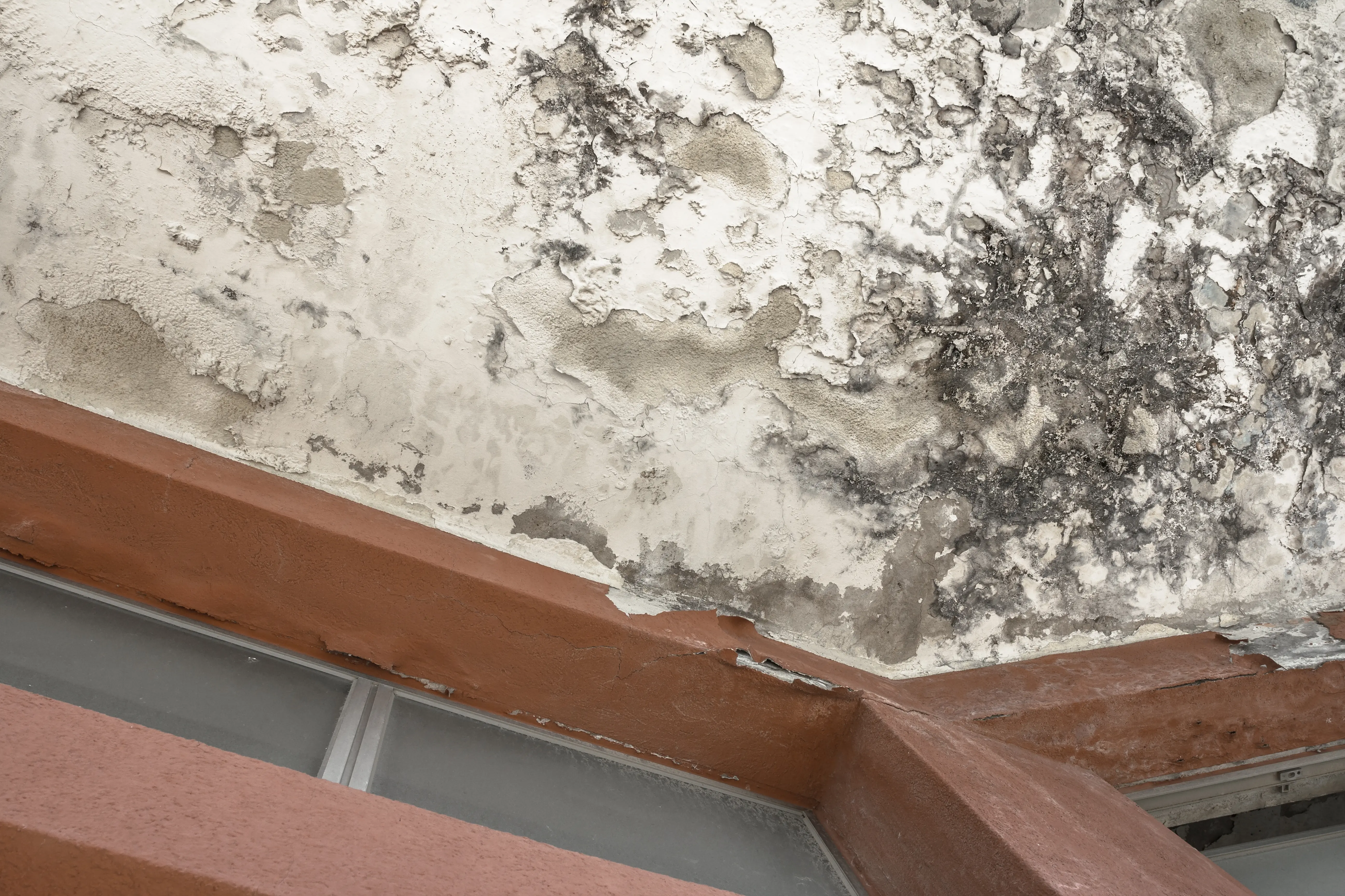 Mold-Damage-Repair--in-Dewitt-Michigan-Mold-Damage-Repair-2964328-image