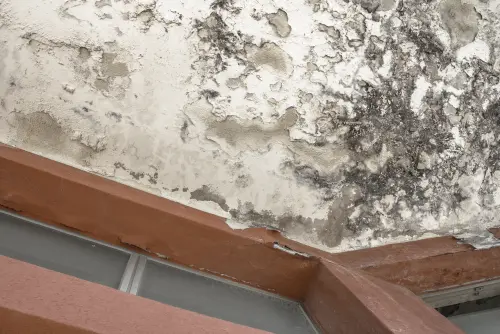 Mold -Damage -Repair--in-Chicago-Illinois-mold-damage-repair-chicago-illinois.jpg-image